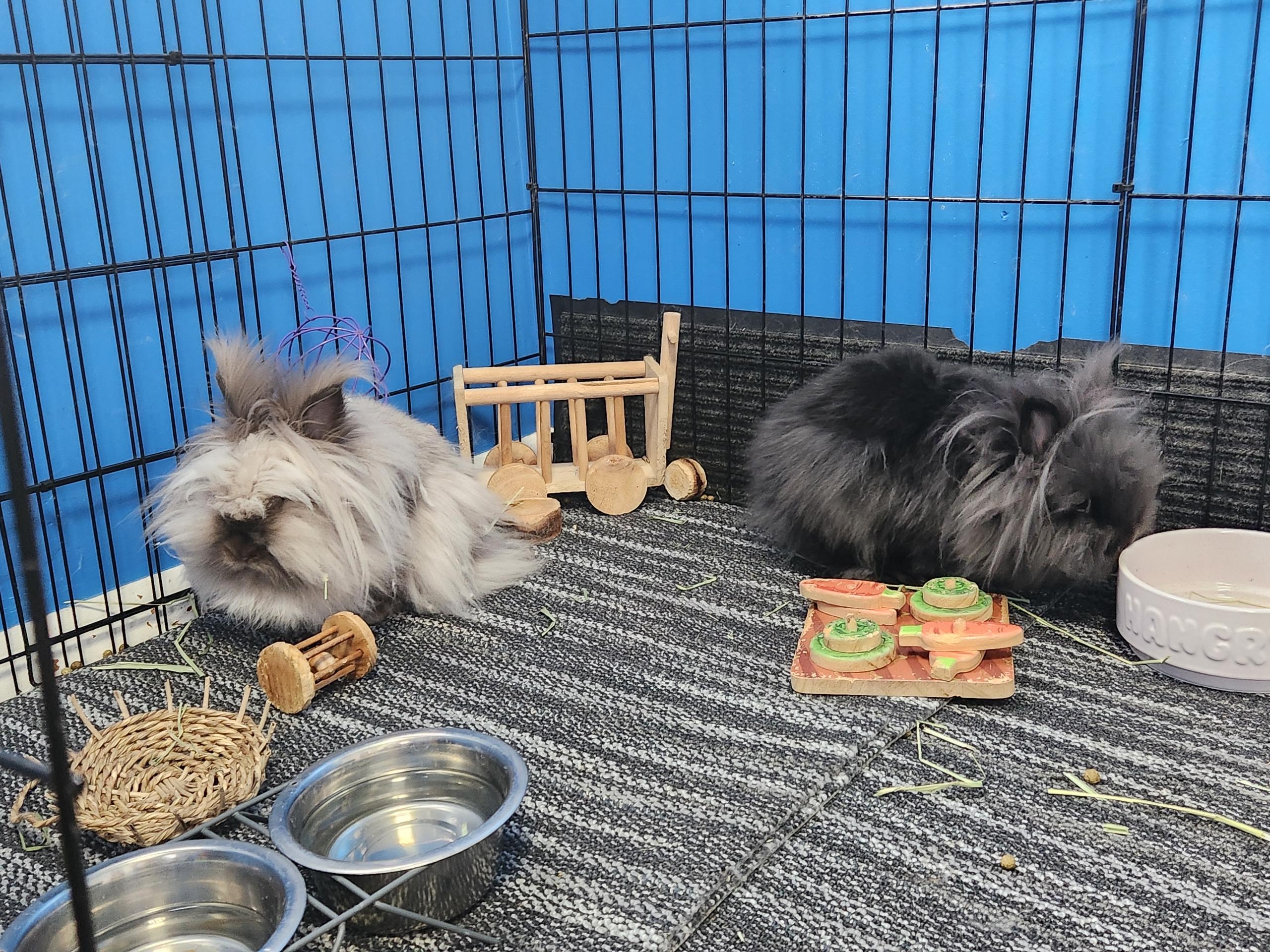 Boots and Fiona, Adopted, Adult Female Lionhead.