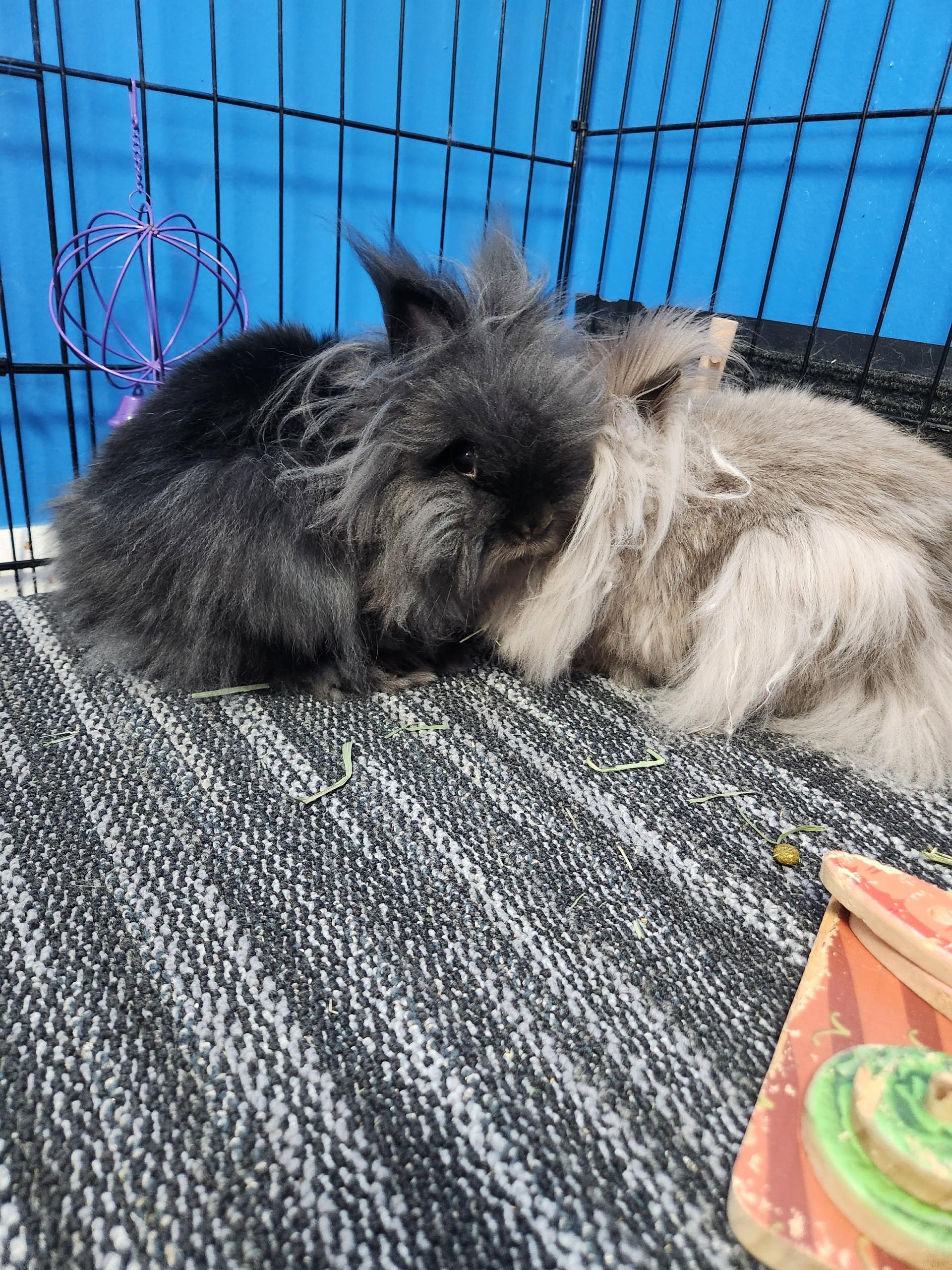 Enlarge Boots and Fiona, a Adopted Lionhead in Vandalia, OH image 5/6