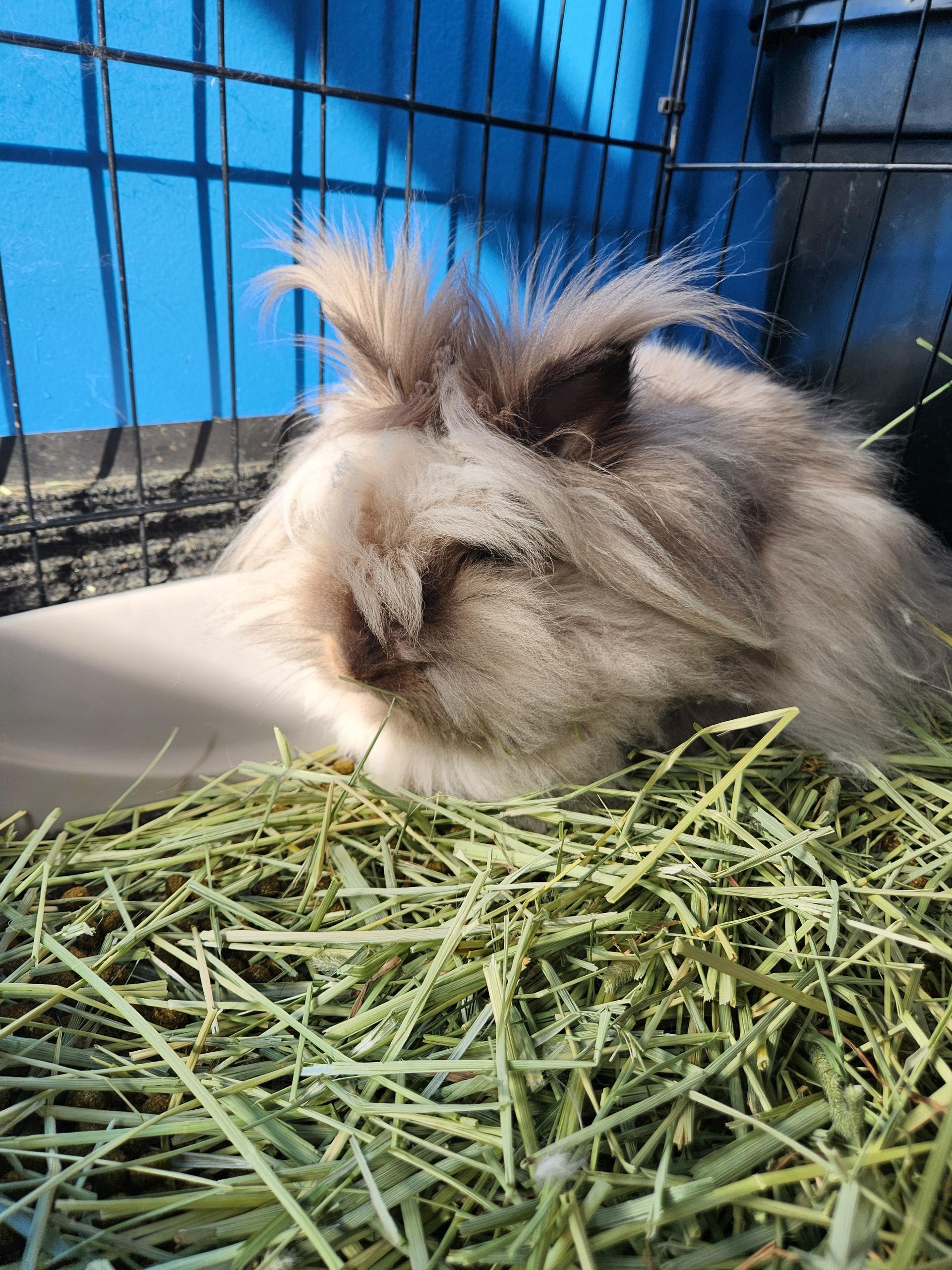 Enlarge Boots and Fiona, a Adopted Lionhead in Vandalia, OH image 3/6
