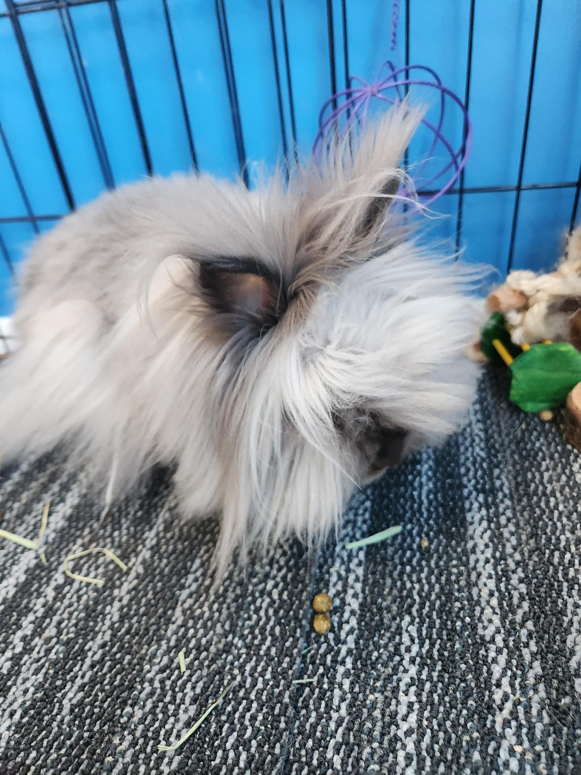 Enlarge Boots and Fiona, a Adopted Lionhead in Vandalia, OH image 6/6