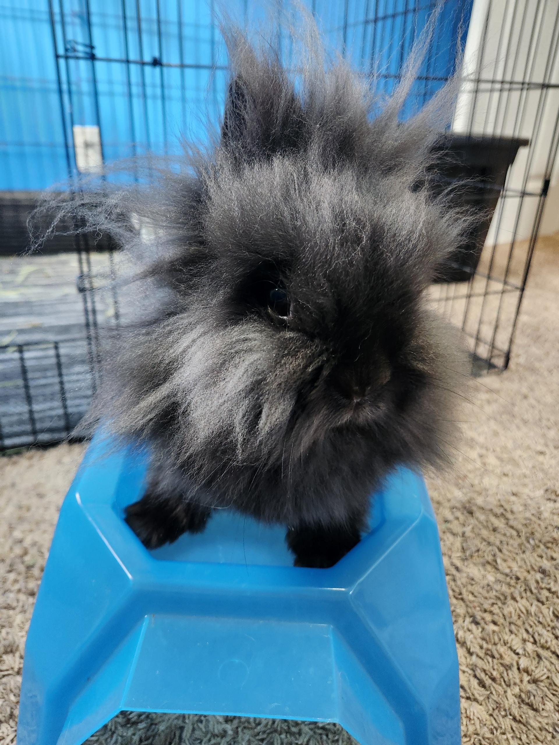 Enlarge Boots and Fiona, a Adopted Lionhead in Vandalia, OH image 4/6