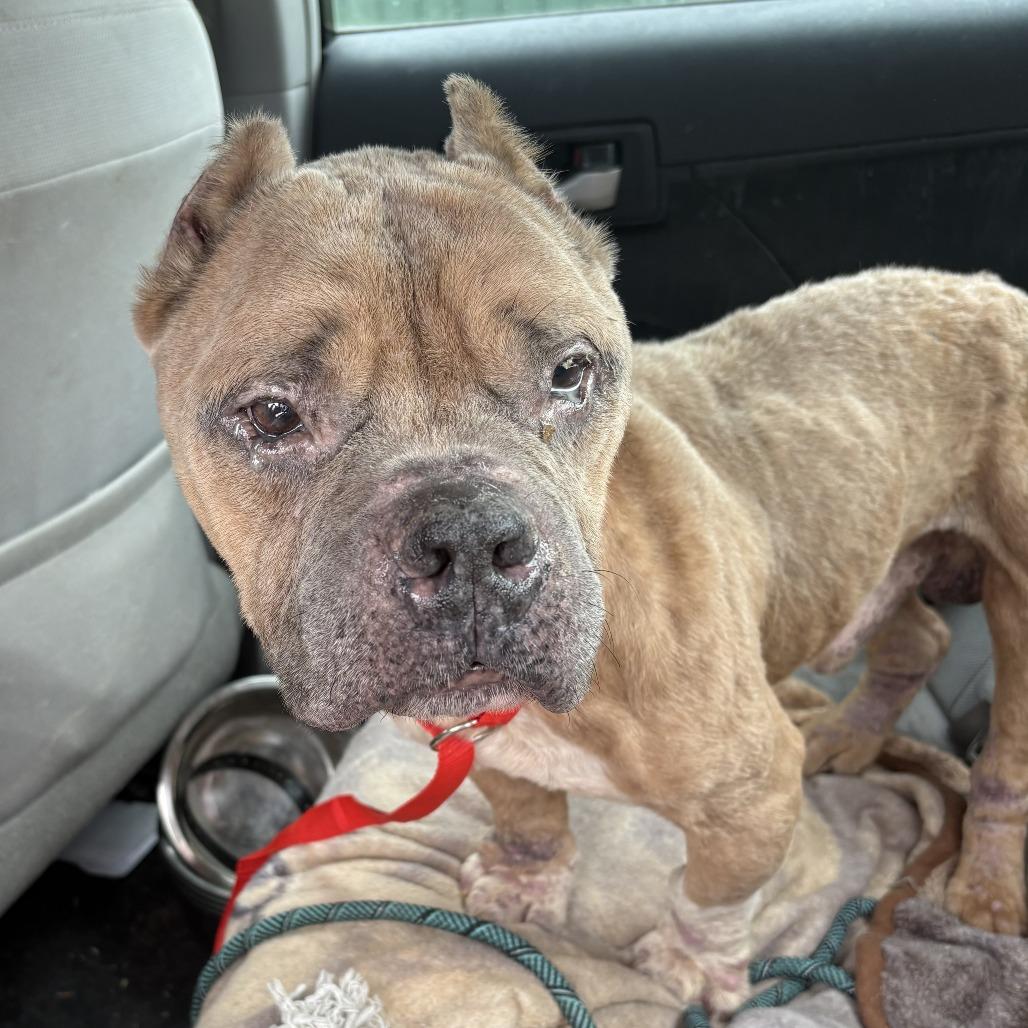 Dink, a Adoptable Mixed Breed in Parkton, MD image 2/6