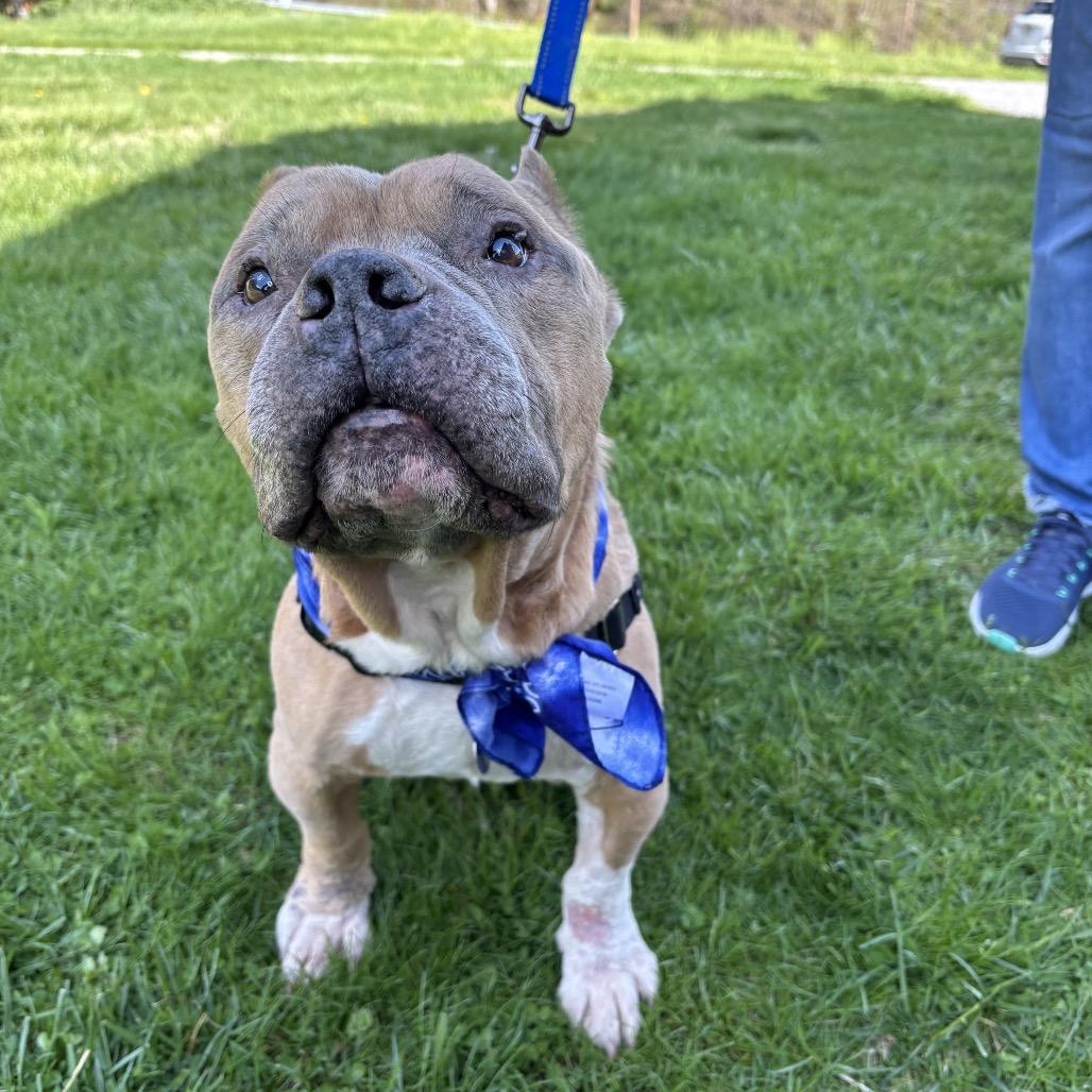 Enlarge Dink, a Adoptable Mixed Breed in Parkton, MD image 2/6