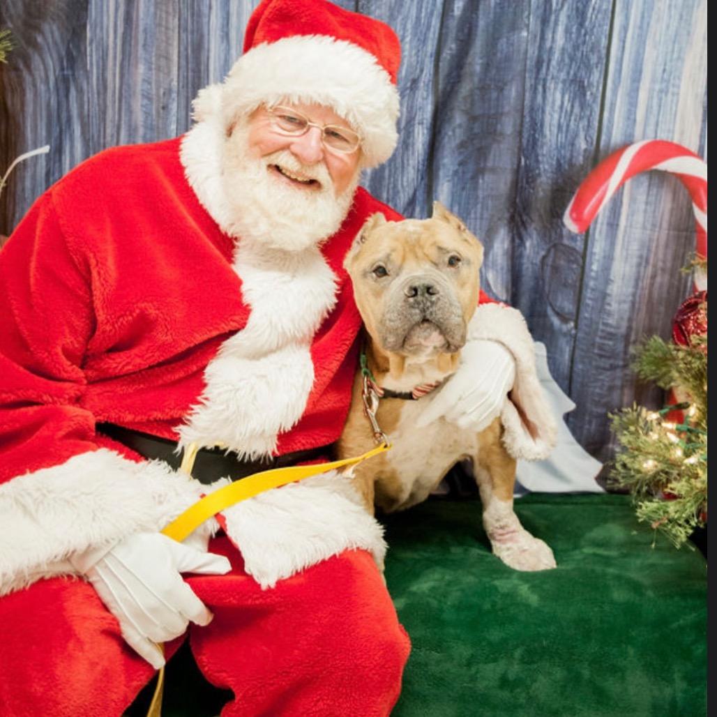 Dink, a Adoptable Mixed Breed in Parkton, MD image 3/6