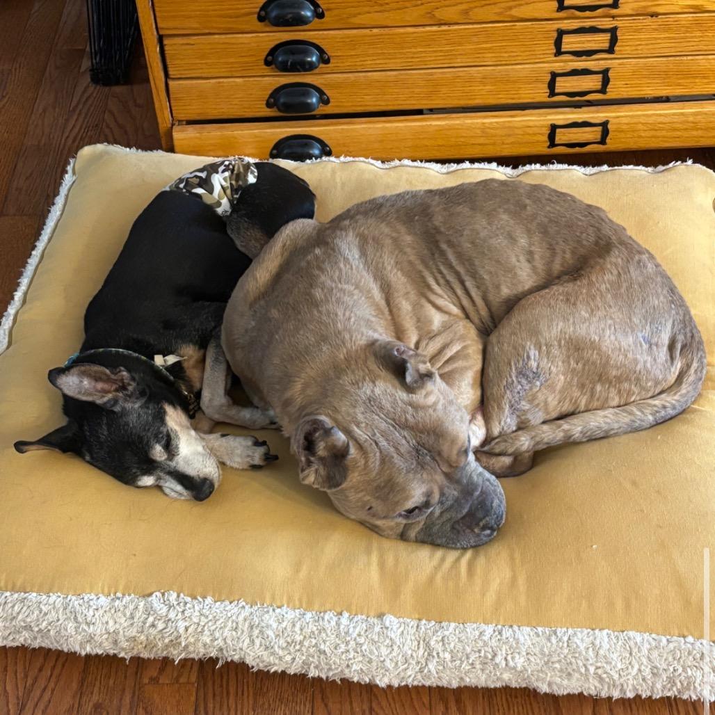 Dink, a Adoptable Mixed Breed in Parkton, MD image 5/6