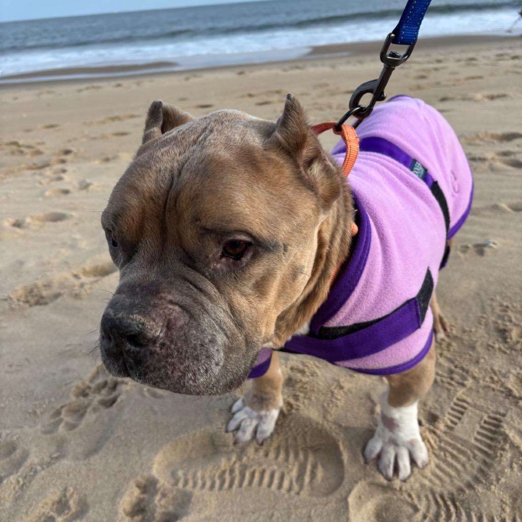 Dink, Adoptable, Senior Male Mixed Breed.