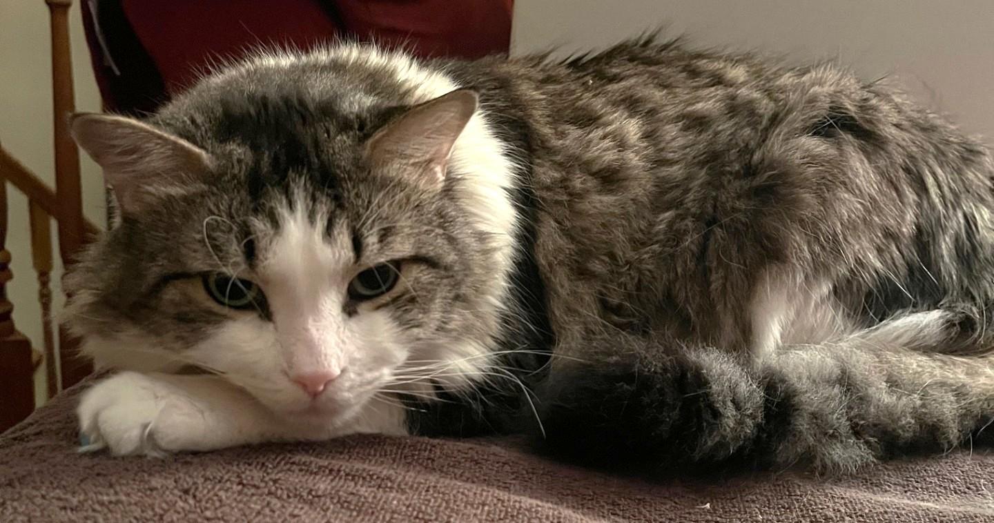 Enzo, a Adoptable Tabby in Stoney Creek, ON image 3/4