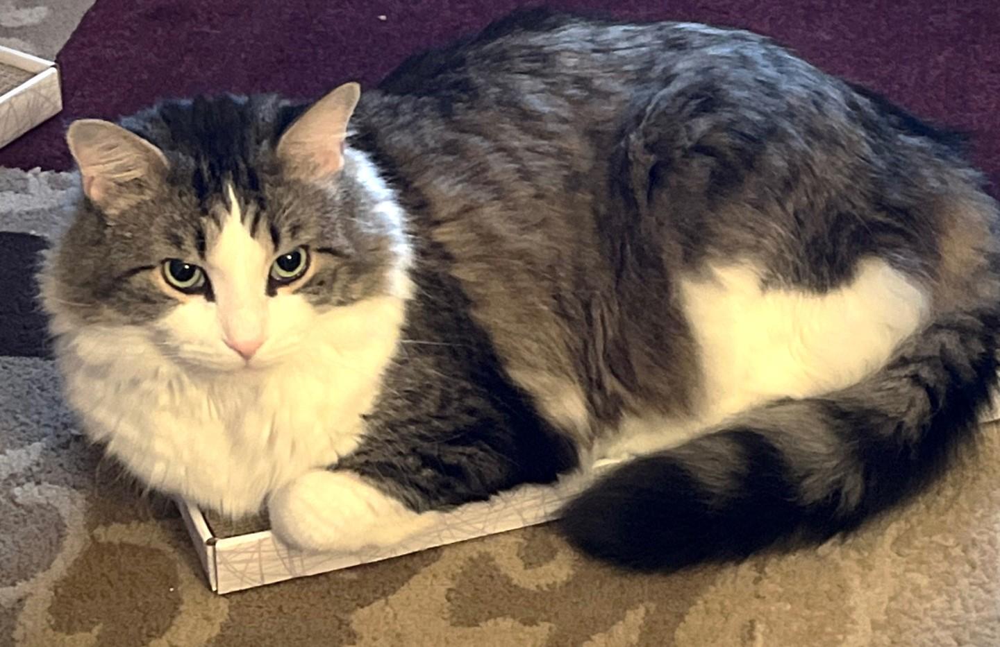 Enzo, a Adoptable Tabby in Stoney Creek, ON image 1/4