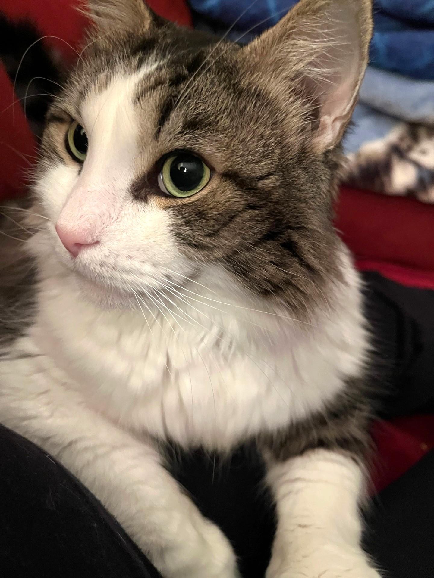 Enzo, a Adoptable Tabby in Stoney Creek, ON image 2/4