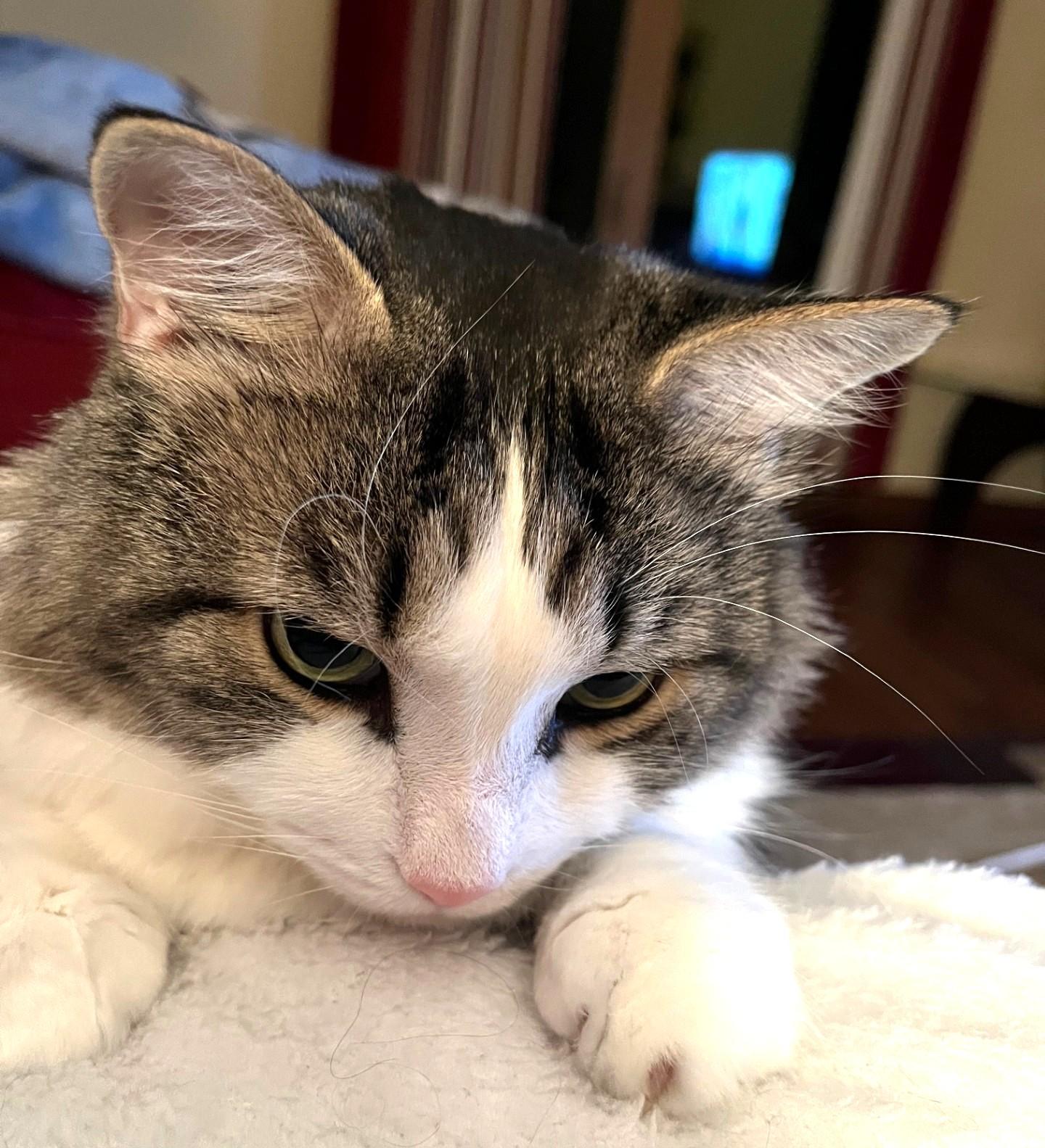 Enzo, a Adoptable Tabby in Stoney Creek, ON image 4/4