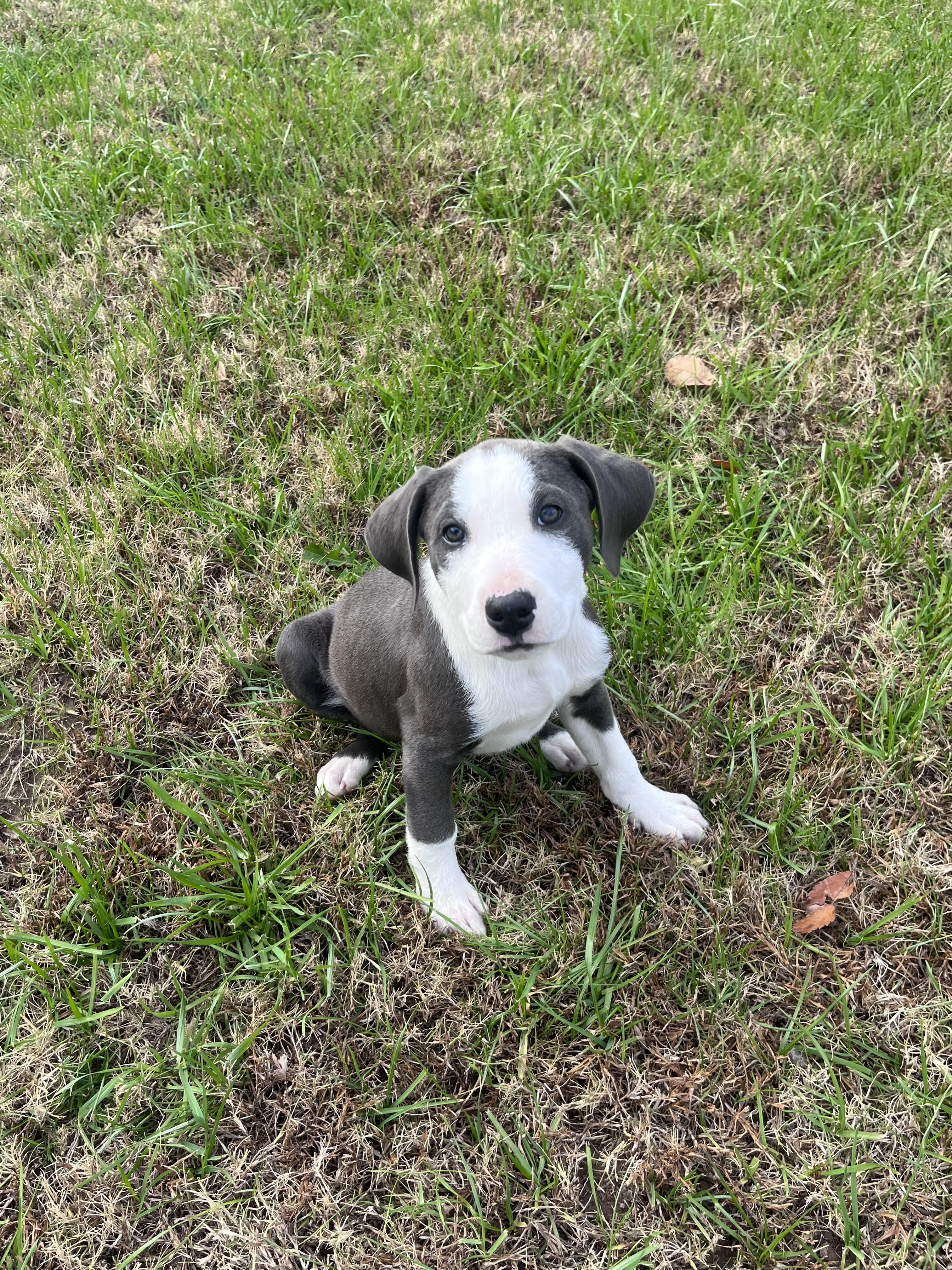 Enlarge Snowy, a Adopted Border Collie in Pottsboro, TX image 1/3