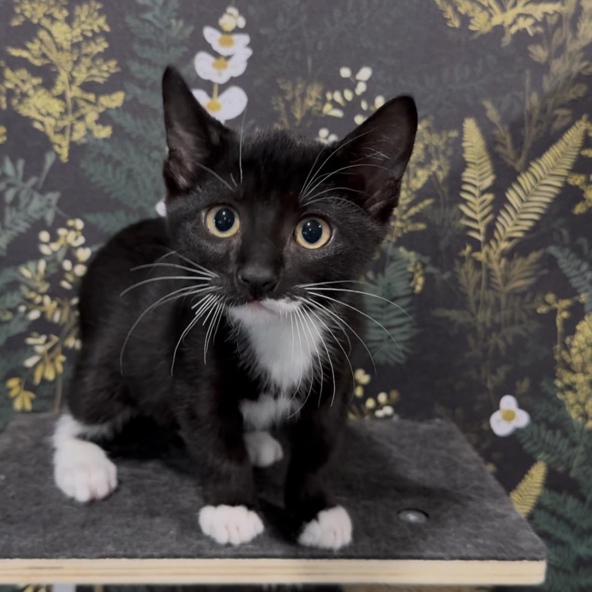 Ryland, a Adoptable mixed breed in Midvale, UT image 3/3