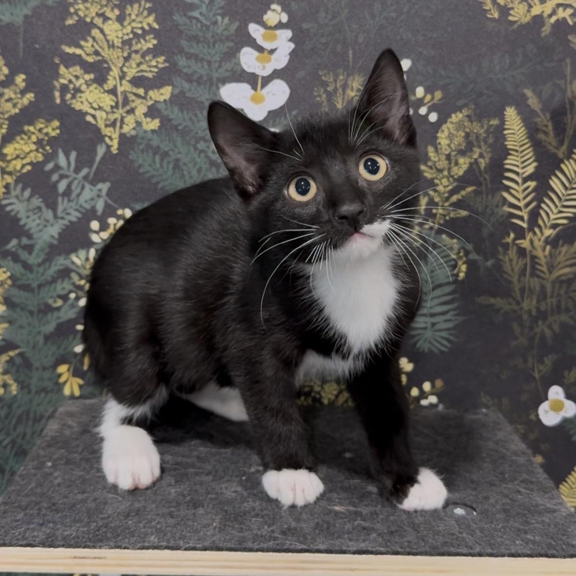 Ryland, Adoptable, Kitten Male Domestic Short Hair & Tuxedo.
