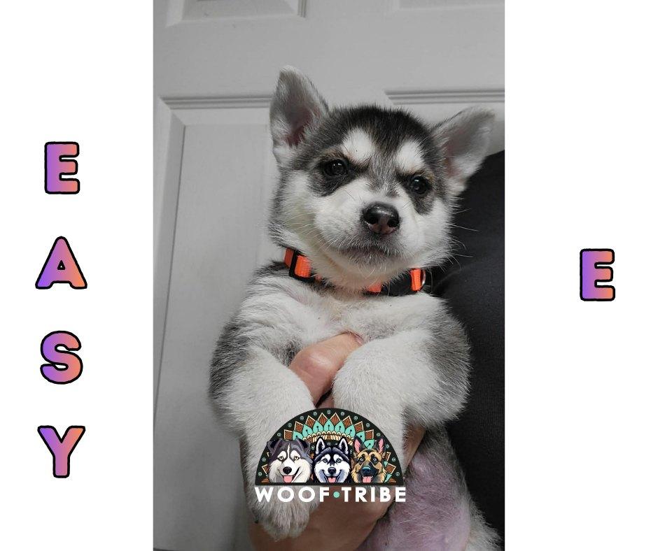 💜🎤 EAZY-E 🎤💜, ADOPTABLE, Puppy Male Siberian Husky.