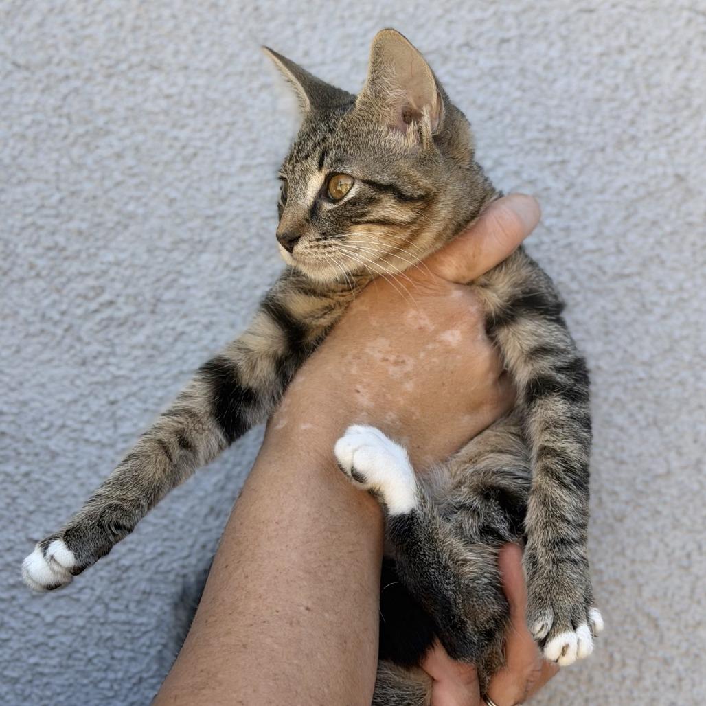 Enlarge Arthur, a Adoptable Domestic Short Hair in Elverta, CA image 1/2