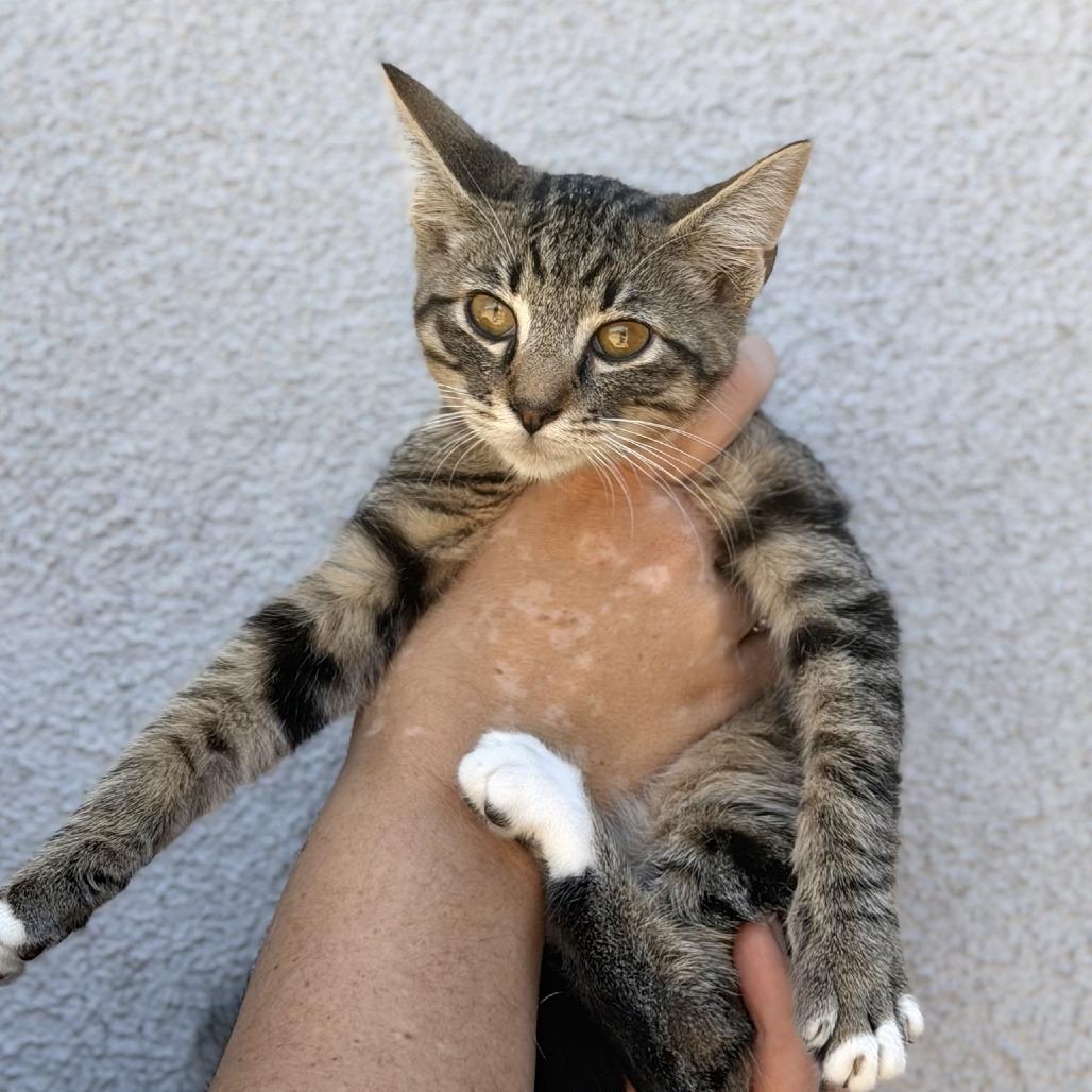 Enlarge Arthur, a Adoptable Domestic Short Hair in Elverta, CA image 2/2