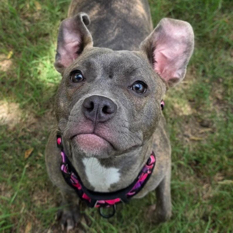 Enlarge Bitsy - **ADOPTION FEE WAIVED**, a Adoptable mixed breed in Bryan, TX image 1/4