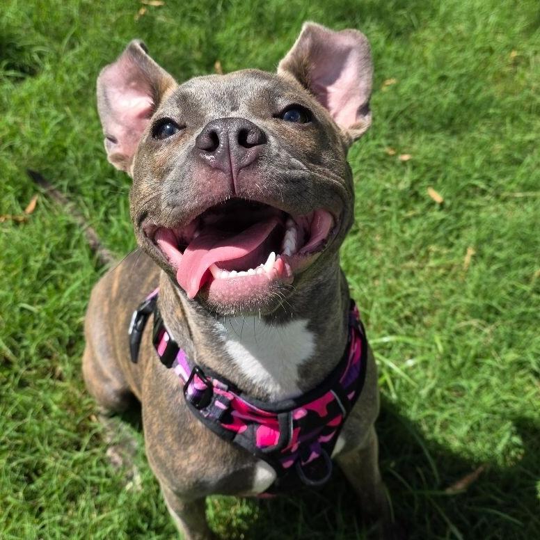 Enlarge Bitsy - **ADOPTION FEE WAIVED**, a Adoptable mixed breed in Bryan, TX image 2/4