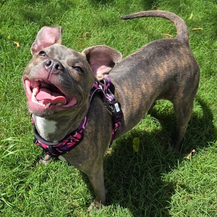 Bitsy - **ADOPTION FEE WAIVED** — thumbnail 3