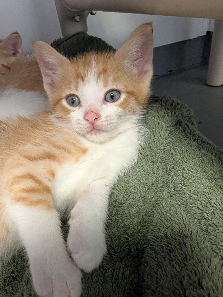 Lane, Adoptable, Kitten Male Domestic Short Hair.