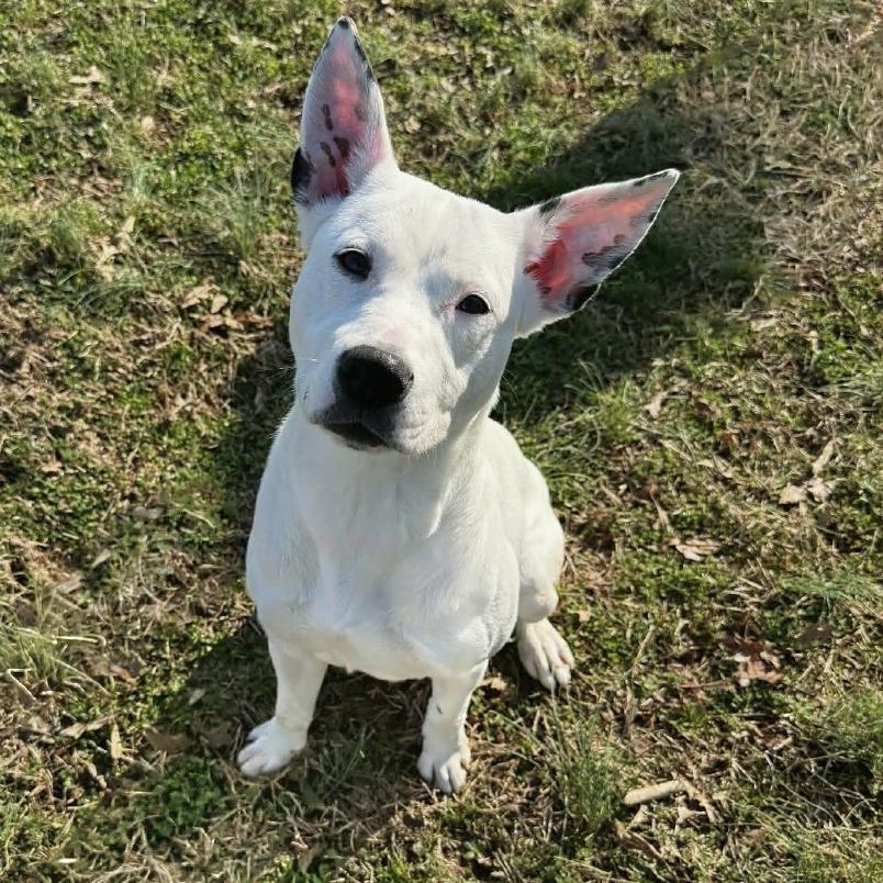 Enlarge Winnie, a Adoptable Mixed Breed in Chattanooga, TN image 1/6