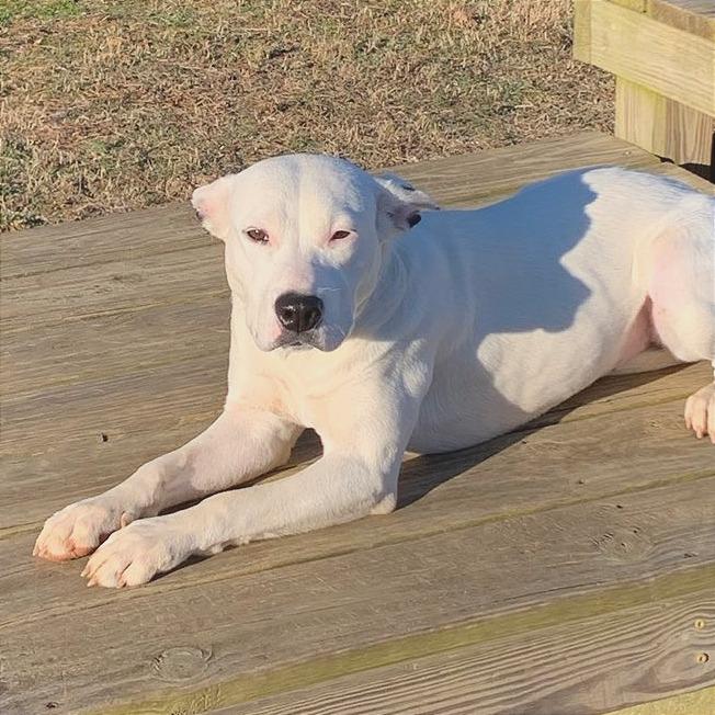 Enlarge Winnie, a Adoptable Mixed Breed in Chattanooga, TN image 2/6