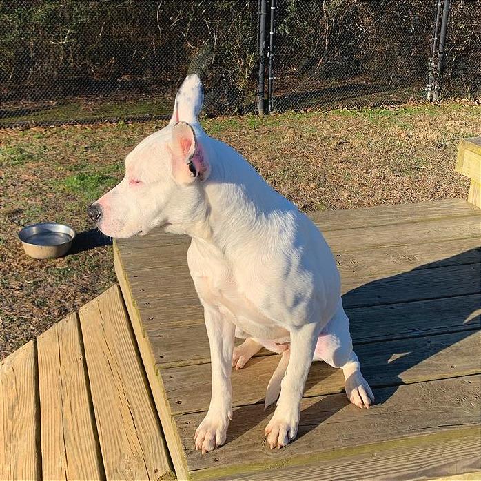 Enlarge Winnie, a Adoptable Mixed Breed in Chattanooga, TN image 4/6