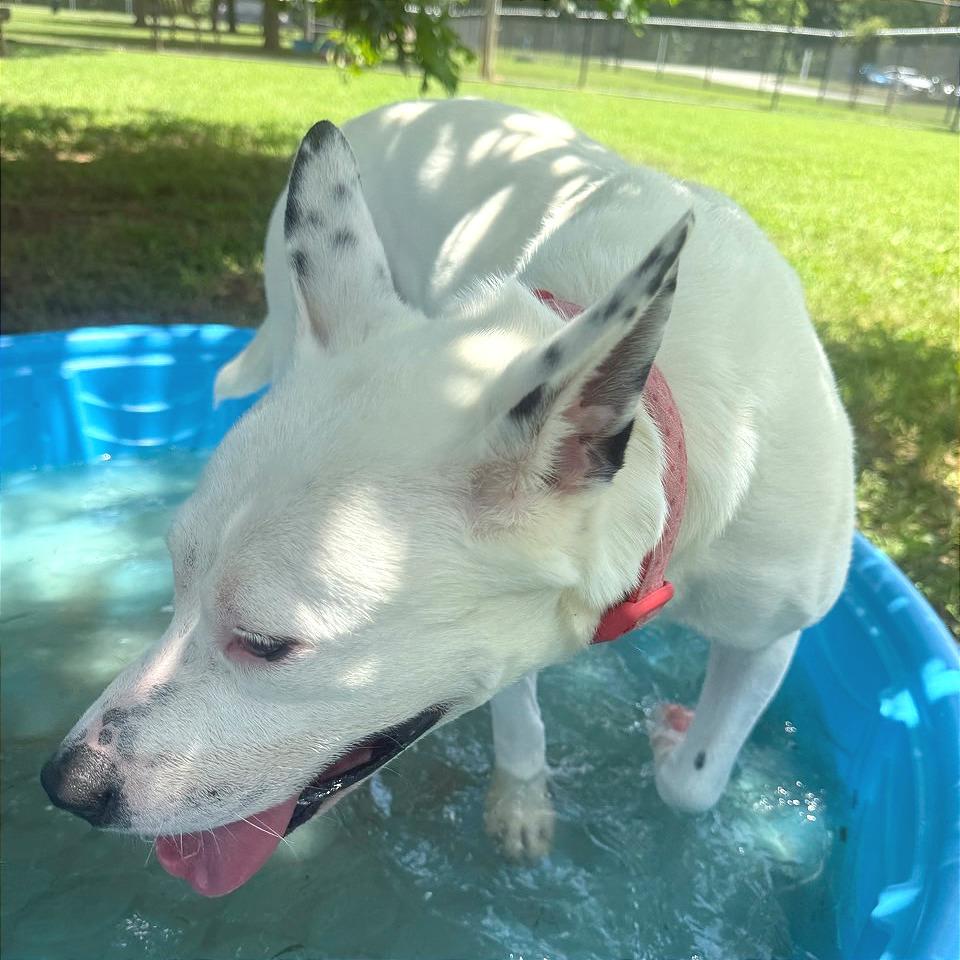 Enlarge Winnie, a Adoptable Mixed Breed in Chattanooga, TN image 5/6