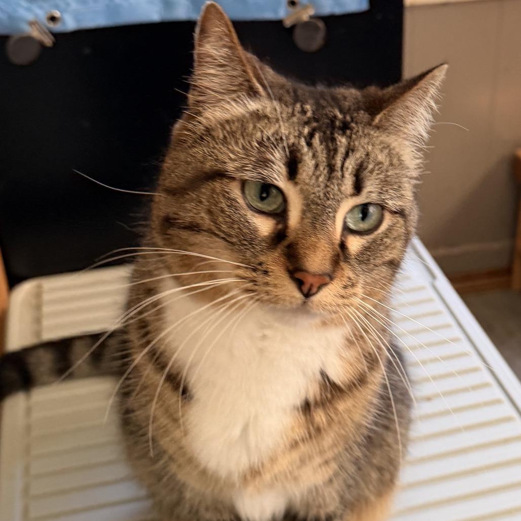 Pamona, Adoptable, Senior Female Domestic Short Hair.