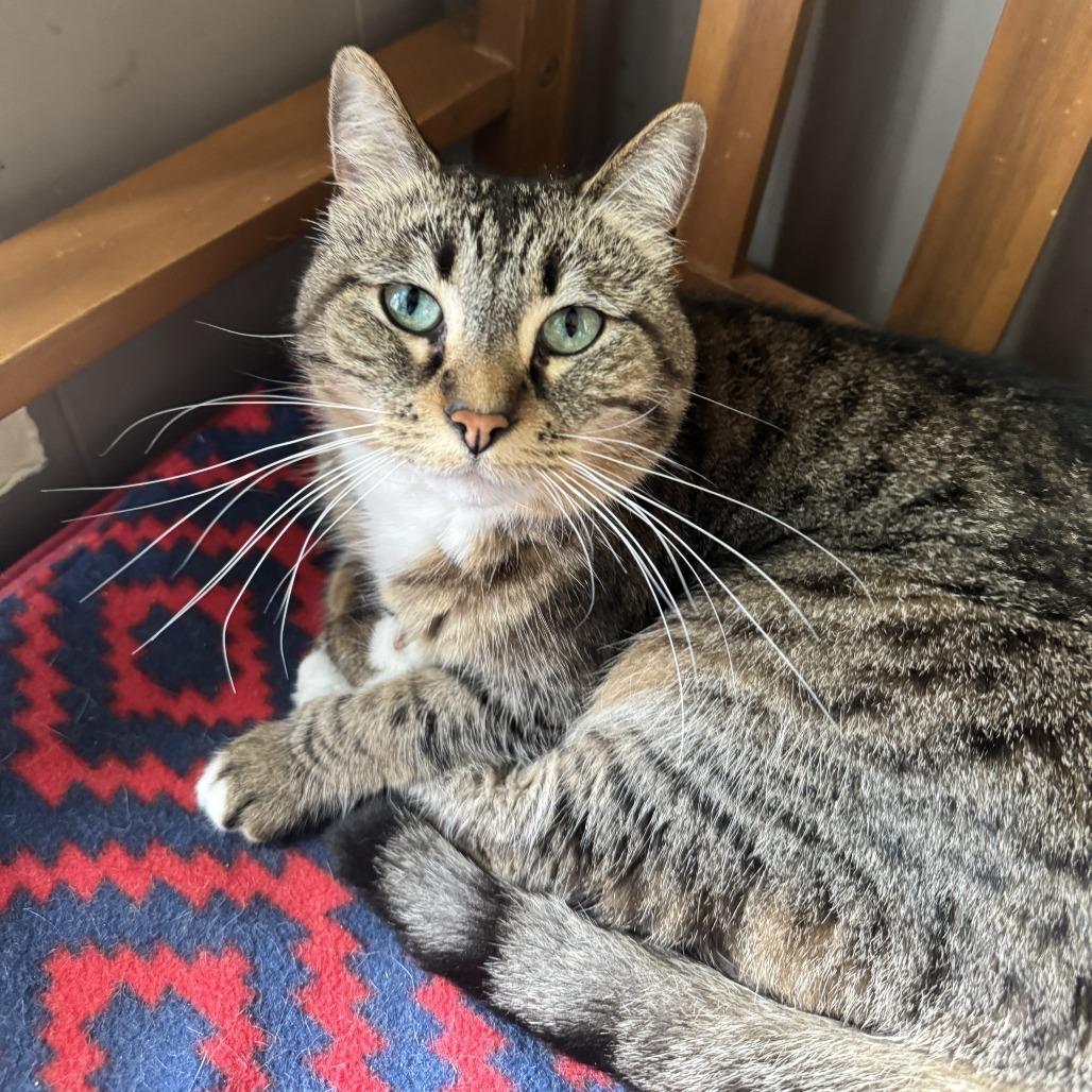 Pamona, a Adoptable Domestic Short Hair in Richland, MI image 2/4