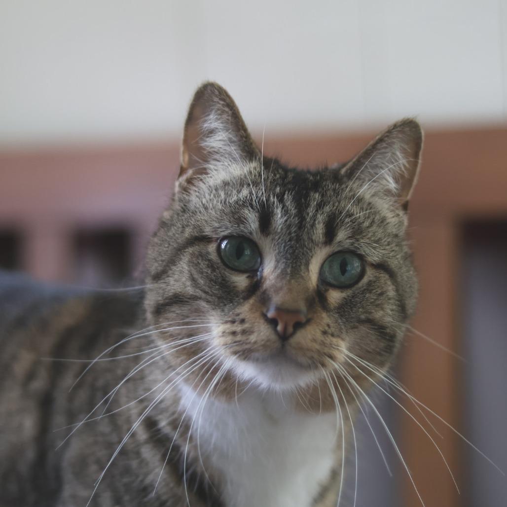 Pamona, a Adoptable Domestic Short Hair in Richland, MI image 2/3