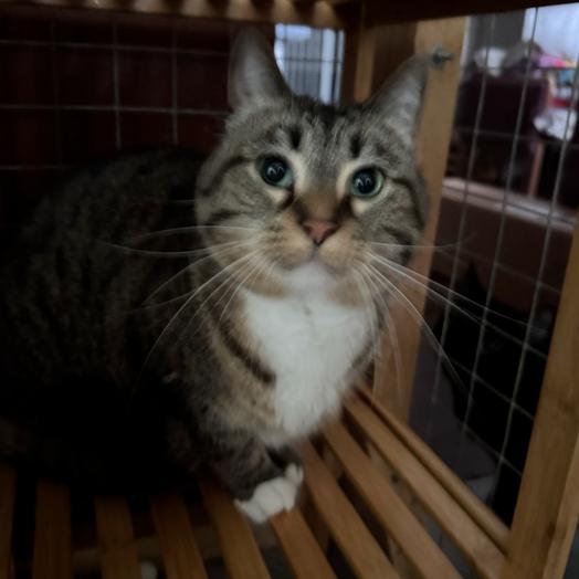 Pamona, a Adoptable Domestic Short Hair in Richland, MI image 3/3