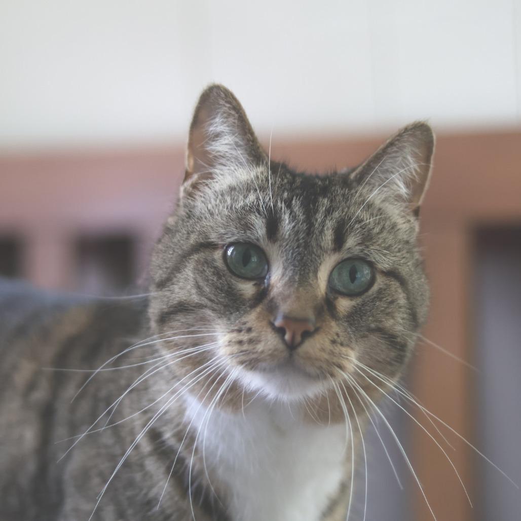 Pamona, a Adoptable Domestic Short Hair in Richland, MI image 4/4