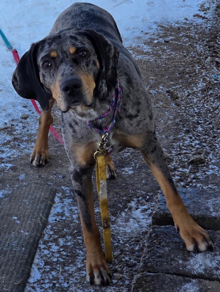 Laney, Adoptable, Young Female Catahoula Leopard Dog.