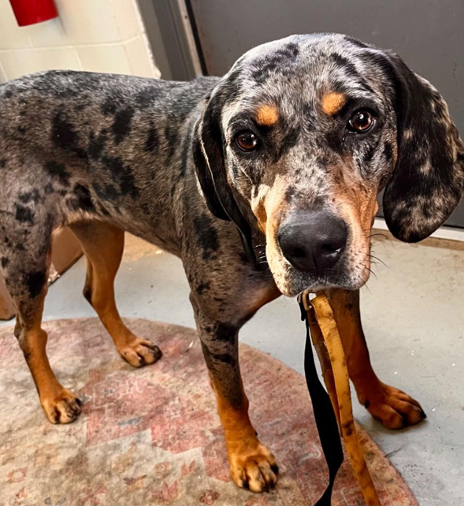 Laney, a Adoptable Catahoula Leopard Dog in Crandon, WI image 2/2
