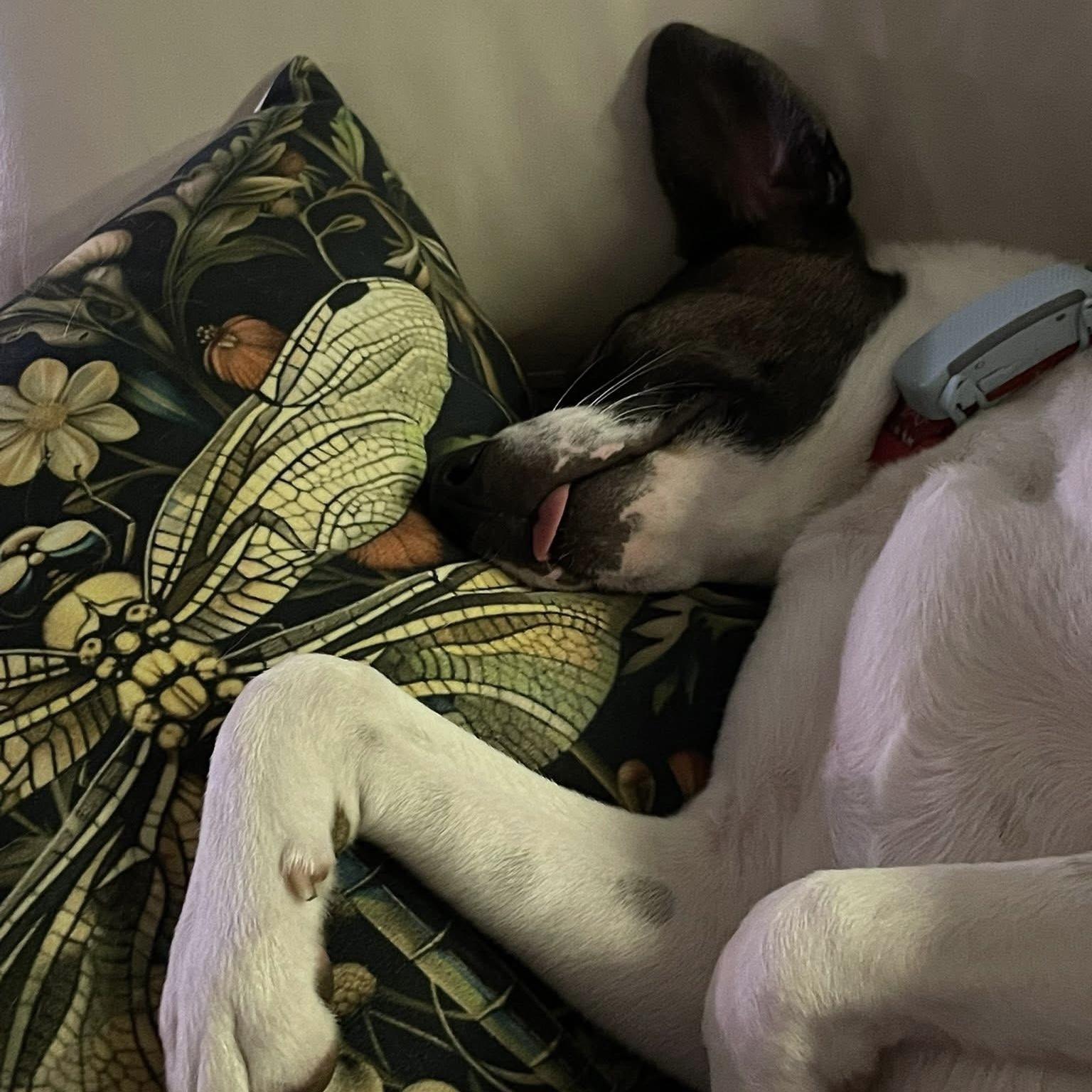 Enlarge Zoe, a ADOPTABLE mixed breed in Windsor, ON image 3/6