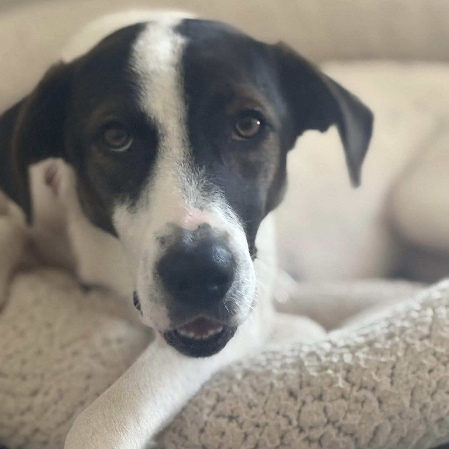 Enlarge Zoe, a ADOPTABLE mixed breed in Windsor, ON image 5/6