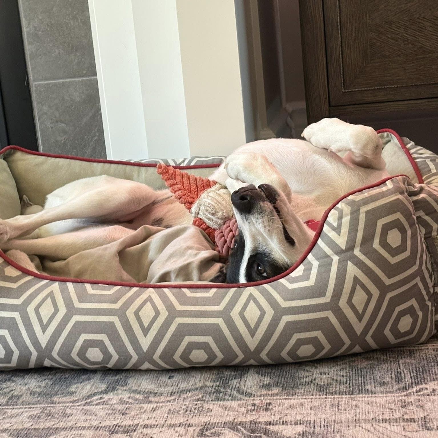 Enlarge Zoe, a ADOPTABLE mixed breed in Windsor, ON image 4/6