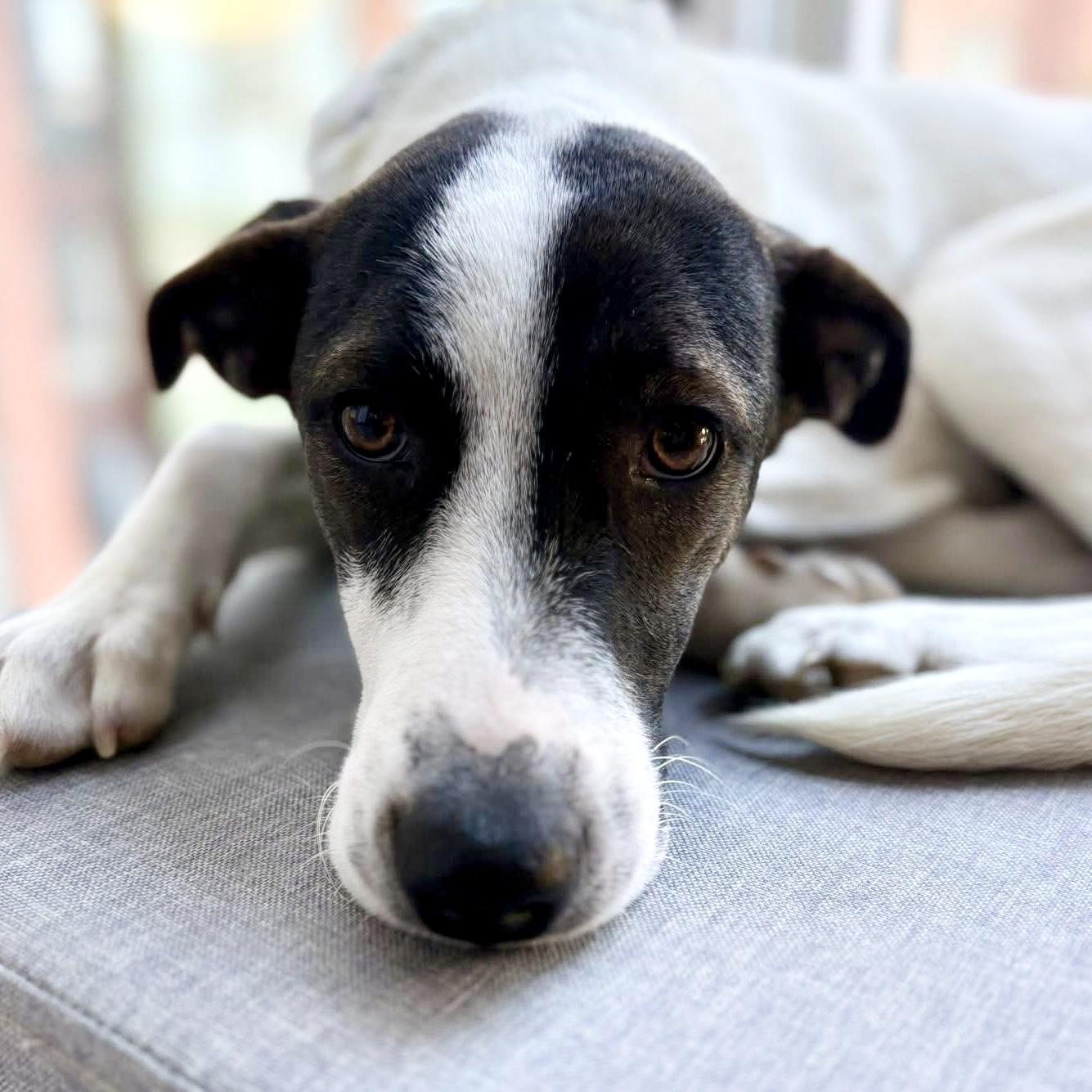Zoe, ADOPTABLE, Young Female Mixed Breed & Pointer.