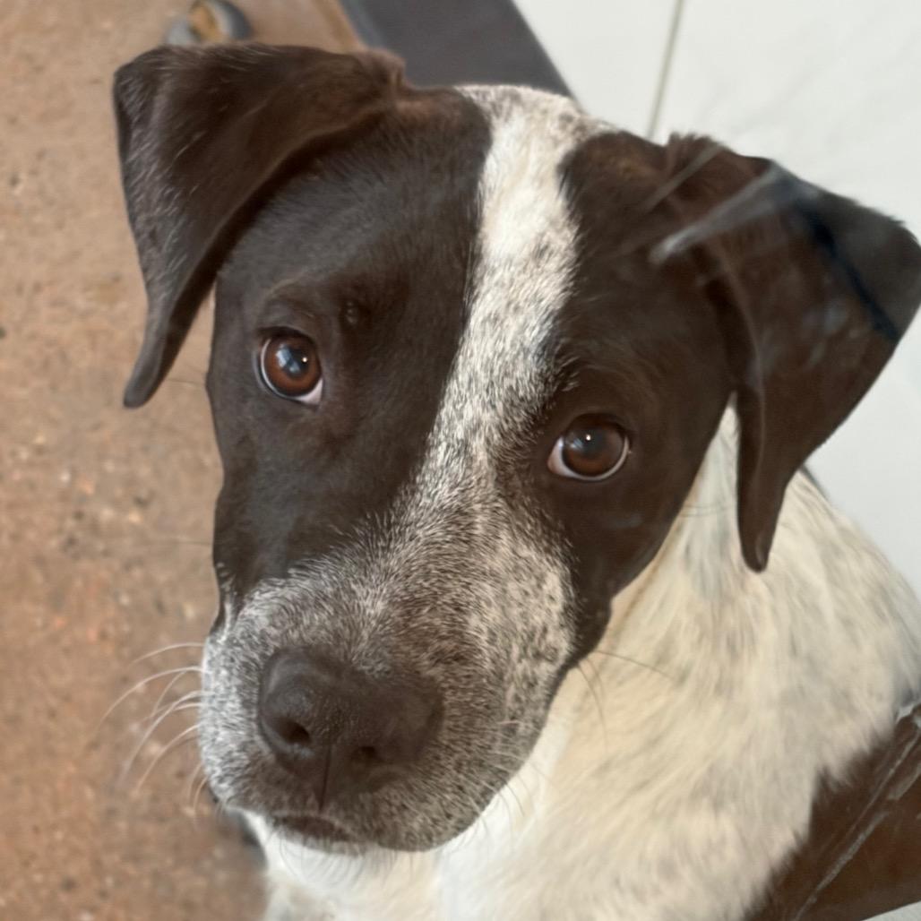 Enlarge Maverick, a Adoptable Mixed Breed in Middletown, RI image 1/1