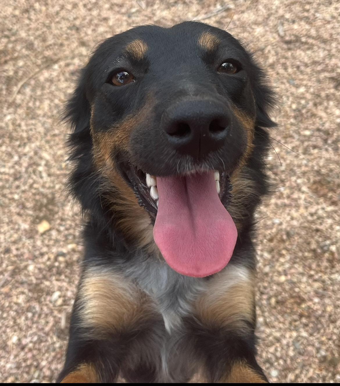 Enlarge Selene, a Adoptable mixed breed in Longmont, CO image 1/1