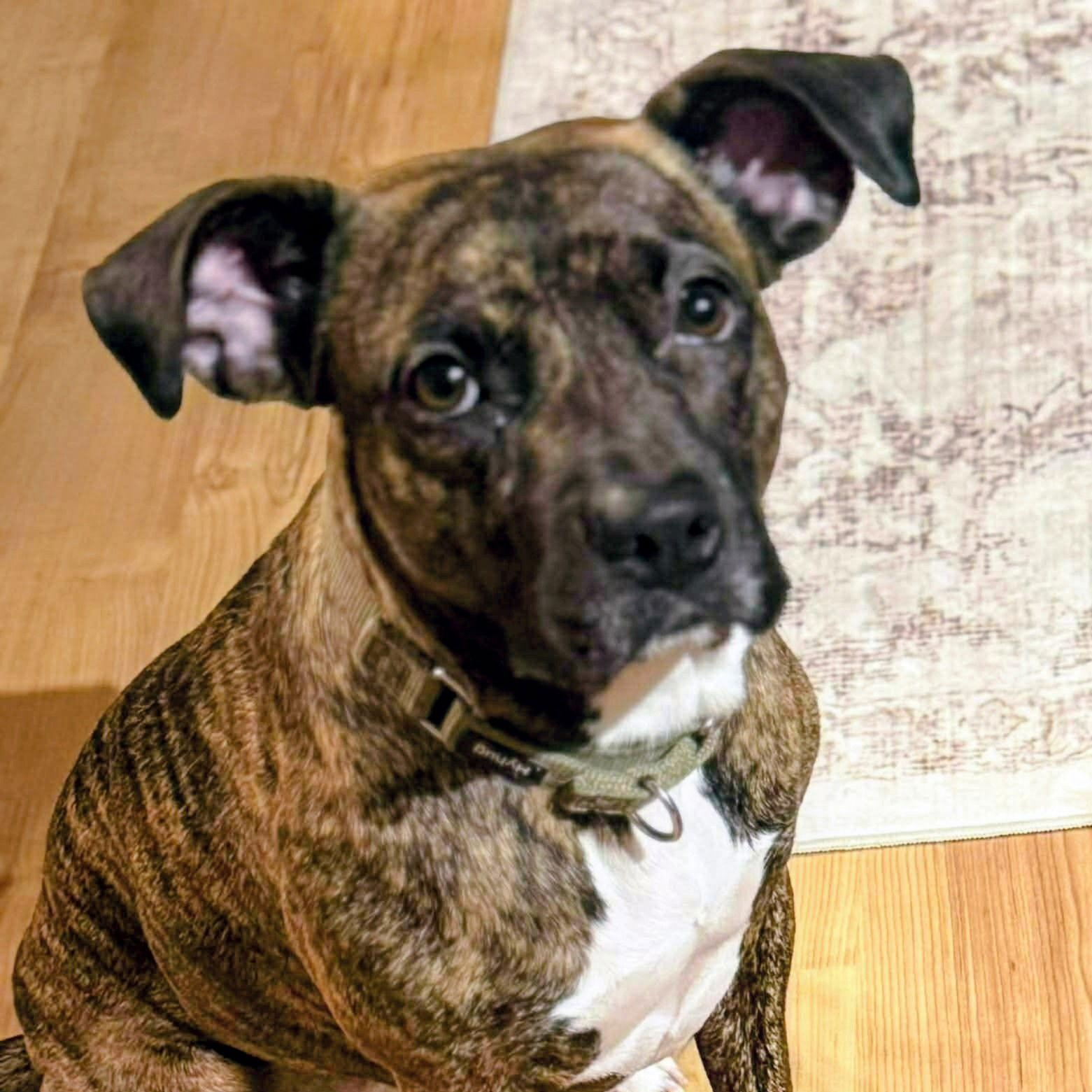 Enlarge Florence, a Adoptable Pit Bull Terrier in Cottage Grove, MN image 1/3