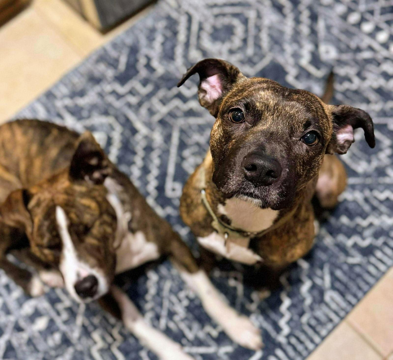 Enlarge Florence, a Adoptable Pit Bull Terrier in Cottage Grove, MN image 2/3