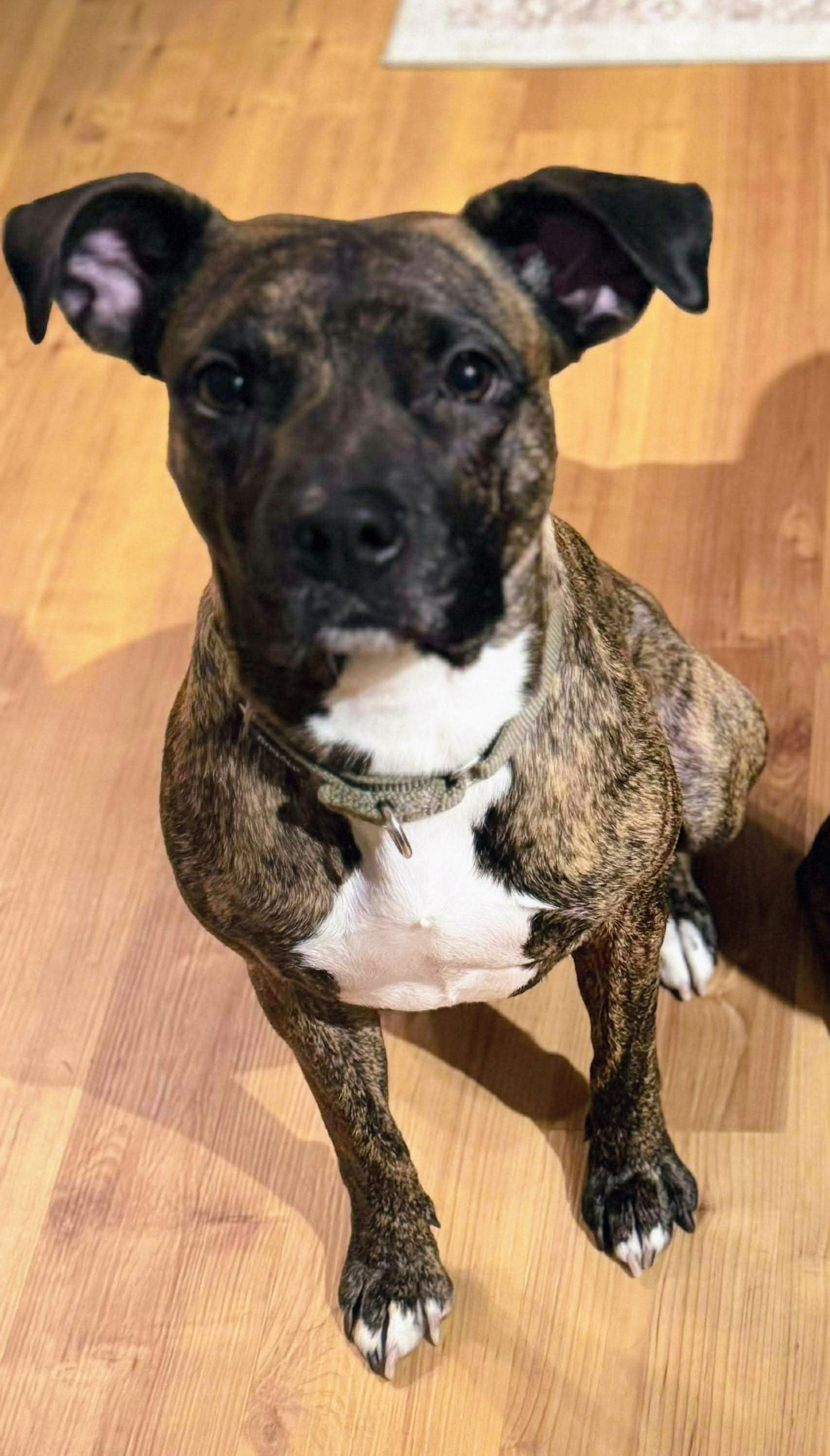 Enlarge Florence, a Adoptable Pit Bull Terrier in Cottage Grove, MN image 3/3