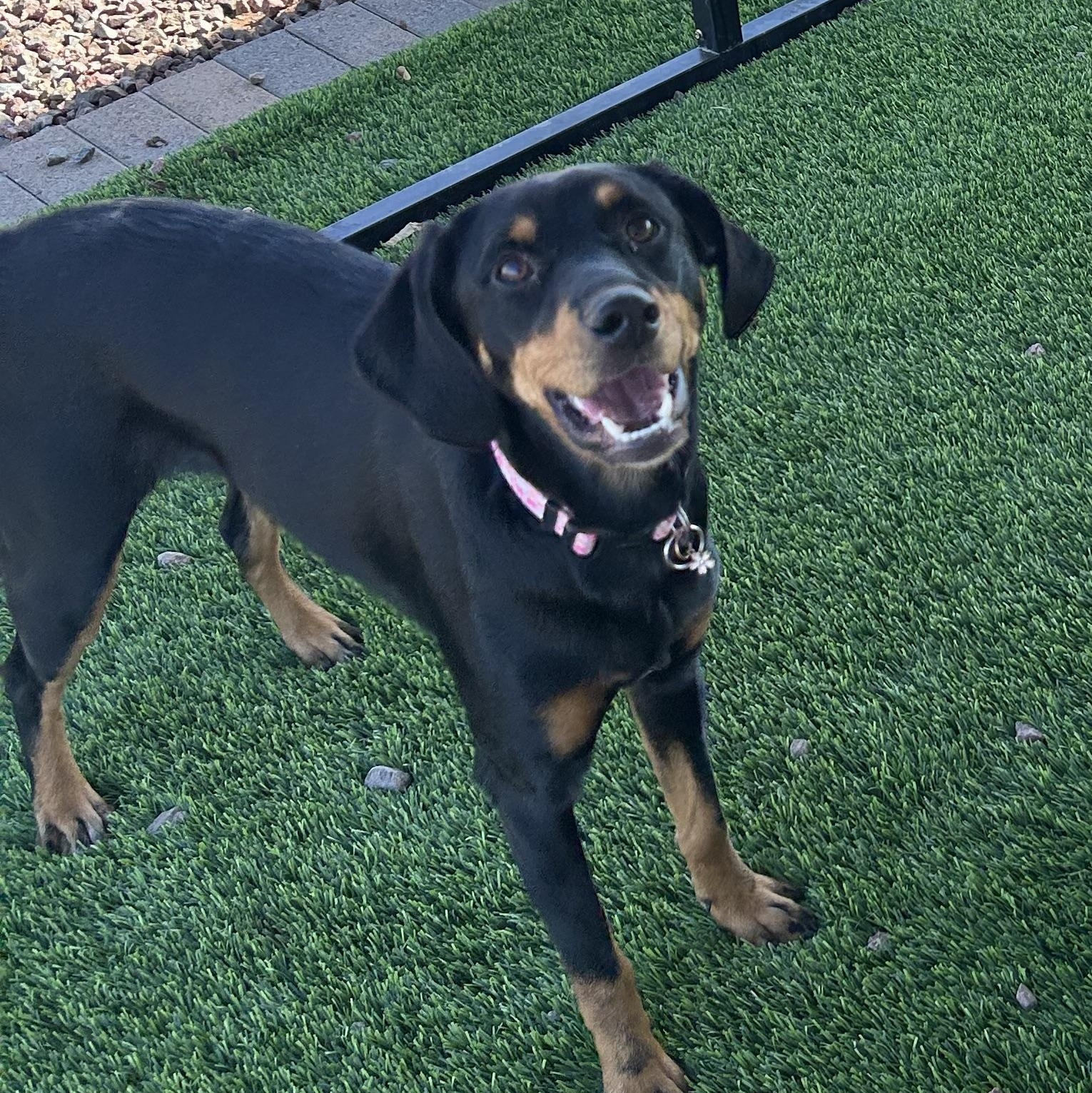 Enlarge Cleo, an adopted mixed breed in Washington, UT image 1/1