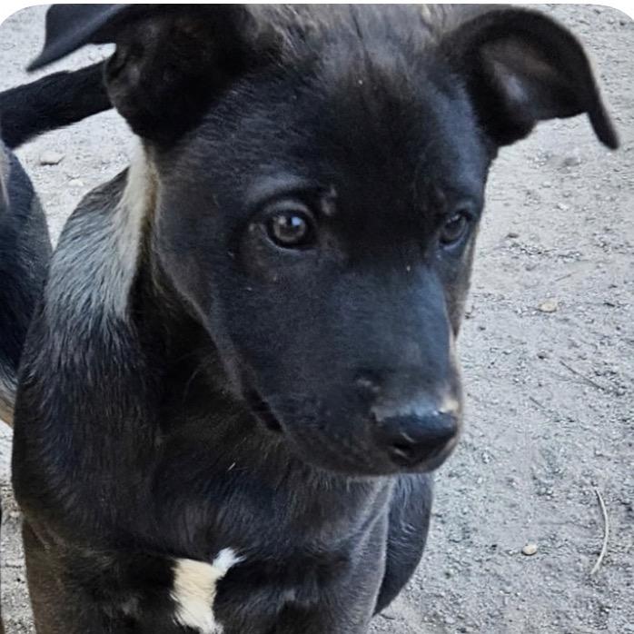 Enlarge (Queen) Good Old Fashioned Lover Boy, a Adoptable mixed breed in Lakewood, CO image 1/1