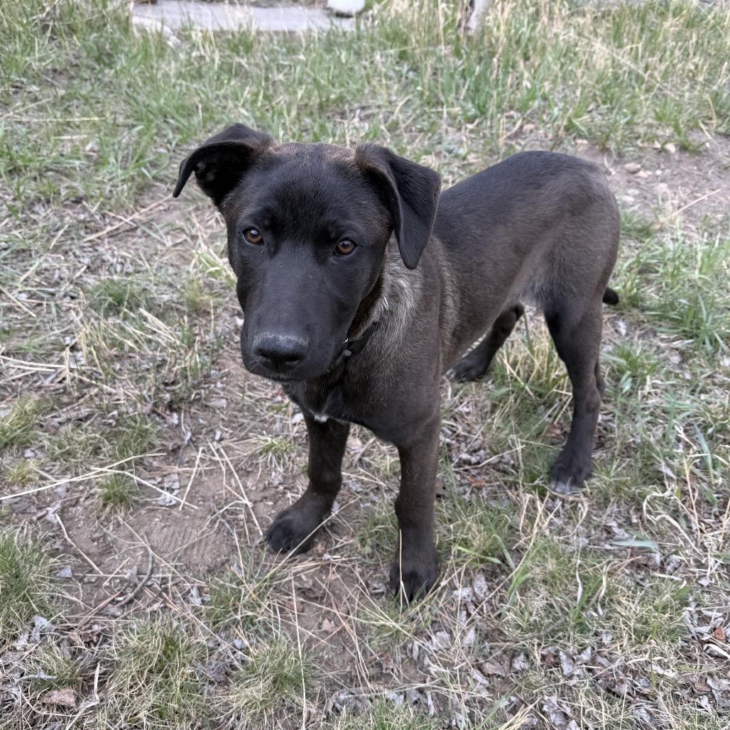 Enlarge (Queen) Good Old Fashioned Lover Boy, a Adoptable mixed breed in Lakewood, CO image 2/5