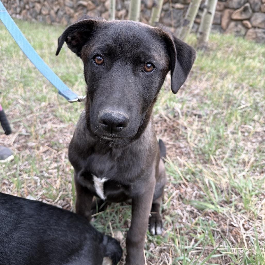 Enlarge (Queen) Good Old Fashioned Lover Boy, a Adoptable mixed breed in Lakewood, CO image 3/5