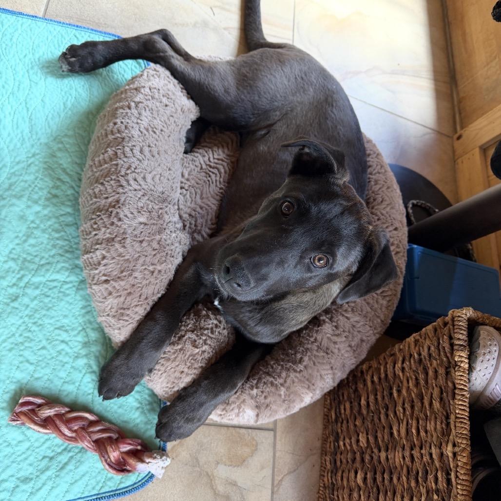 Enlarge (Queen) Good Old Fashioned Lover Boy, a Adoptable mixed breed in Lakewood, CO image 4/5