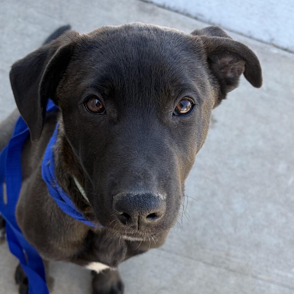 Enlarge (Queen) Good Old Fashioned Lover Boy, a Adoptable mixed breed in Lakewood, CO image 5/5